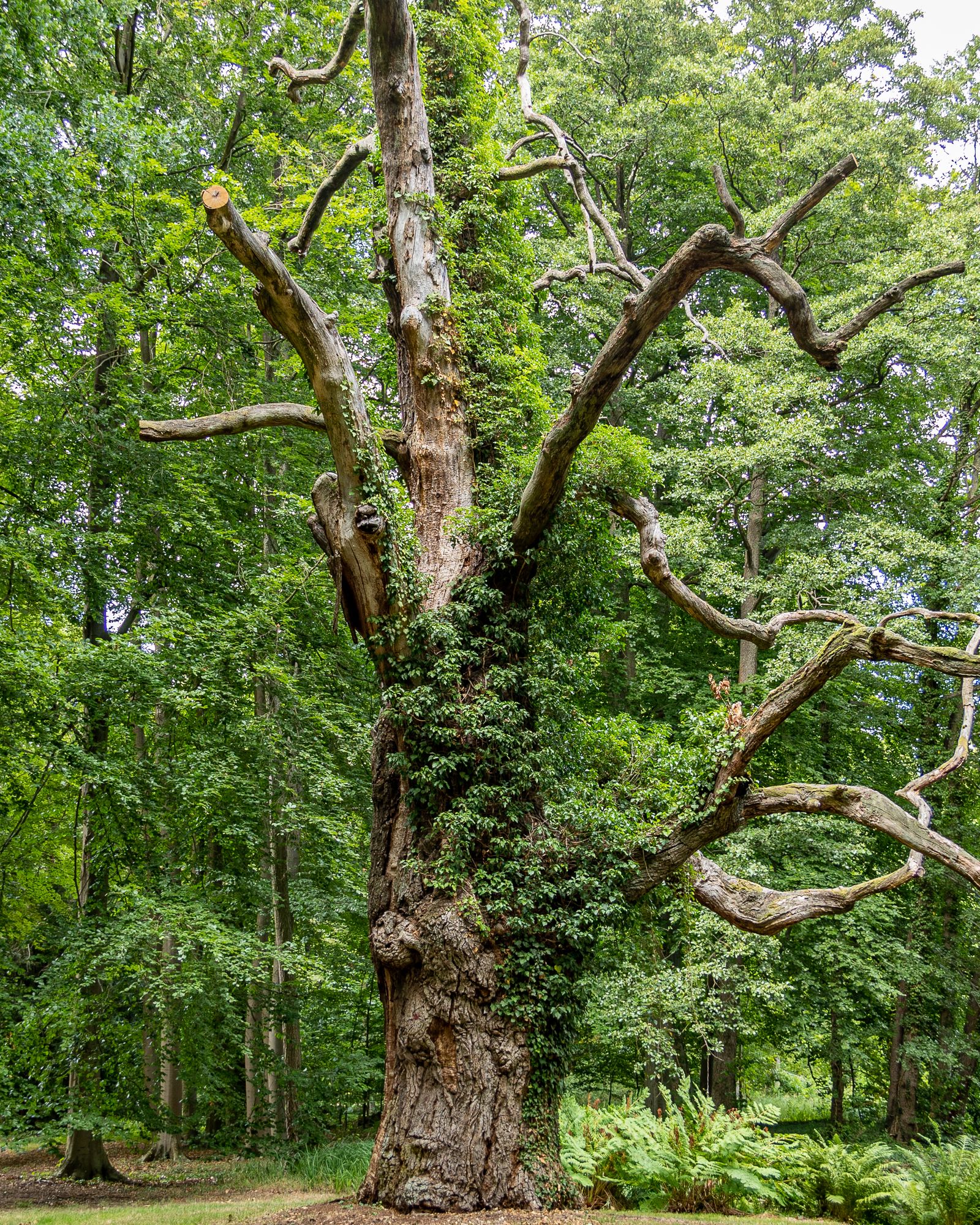 Holzsteckbrief Eiche: charakterstark, langlebig und über Generationen schön