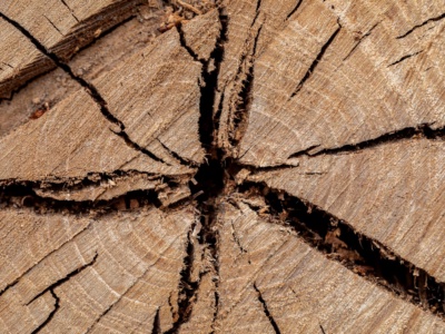 Warum jedes Massivholzmöbel ein Unikat ist – Holzfakten #03