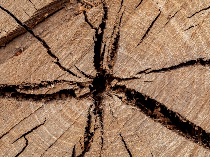Warum jedes Massivholzmöbel ein Unikat ist – Holzfakten #03