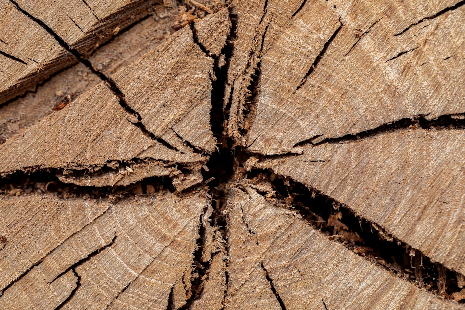 Warum jedes Massivholzmöbel ein Unikat ist – Holzfakten #03